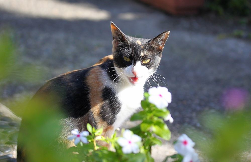 にゃ～！　呼んだら答えてくれた