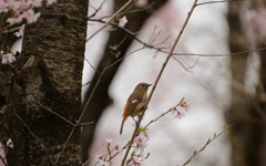 桜さくら・・・春を求めて囀る小鳥