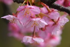 桜咲く～♪　（河津桜）