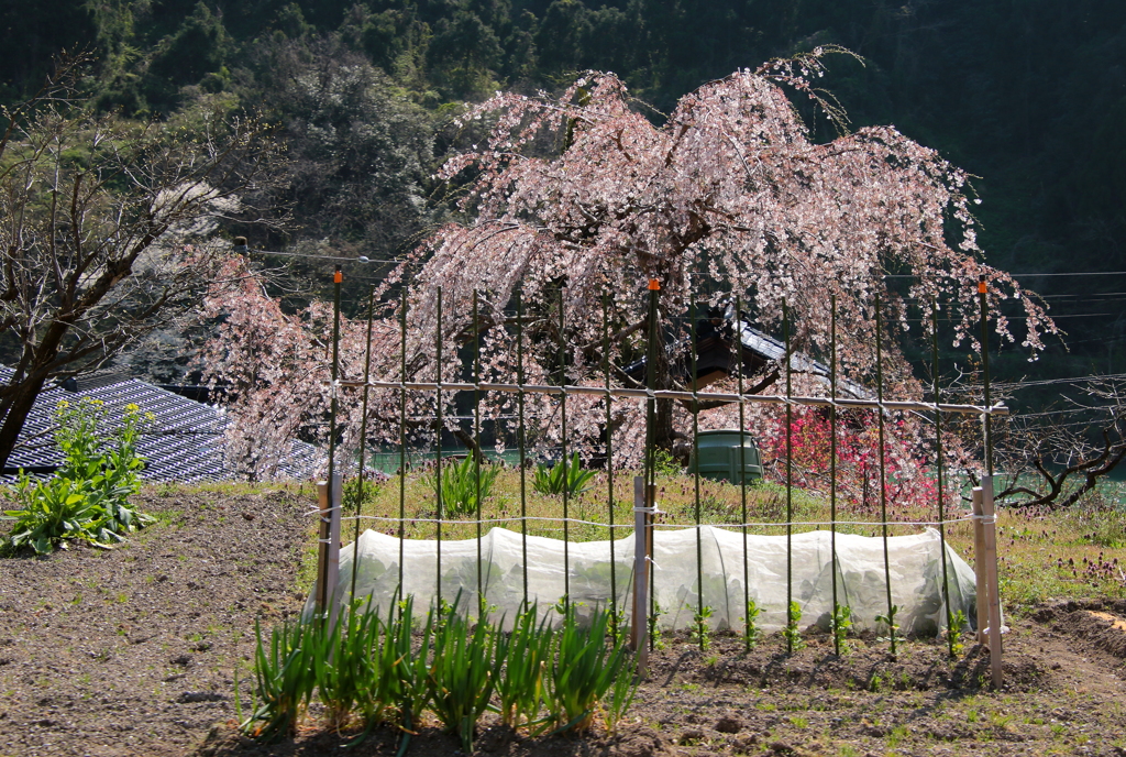 山里の春
