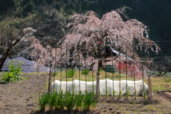 山里の春