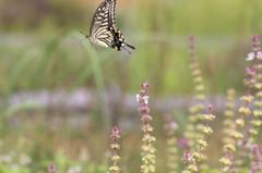花から花へ～スィ～スィ～