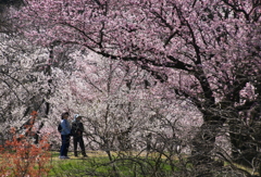 満開桜