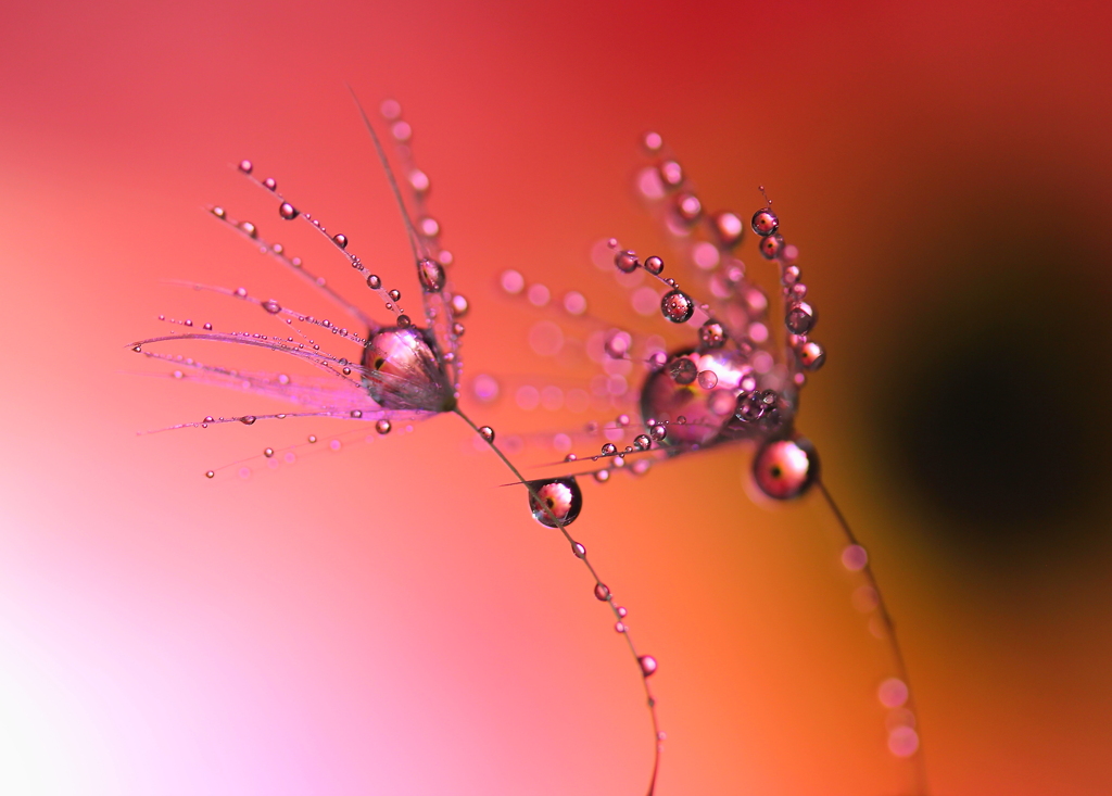 ＤＲＯＰｓ