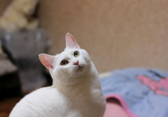 上をみようニャン(=^・^=)♡