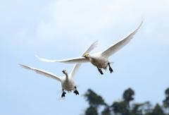 今年も帰って来ました。