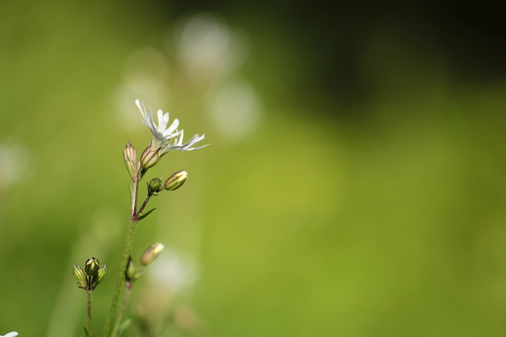 何て言う名前かな？