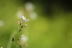 何て言う名前かな？