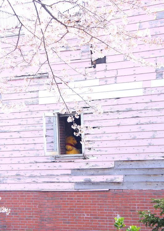 窓際のプ～さん