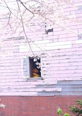 窓際のプ～さん