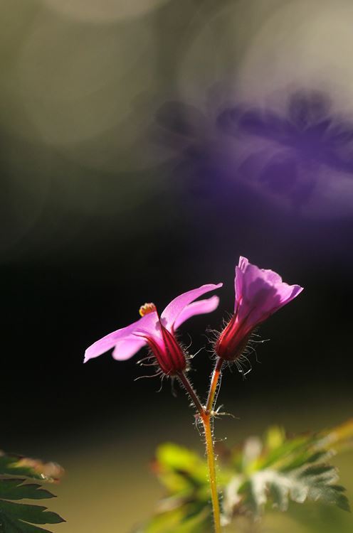 花、夢見るように