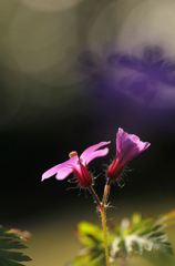 花、夢見るように