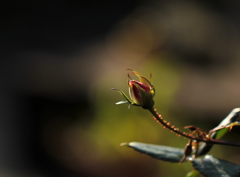 蕾
