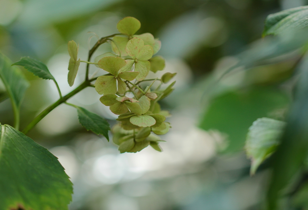 季節外れの紫陽花