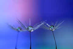 心海ＤＲＯＰＳ　72