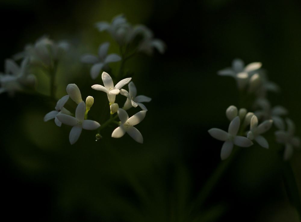 森の中の小さな花