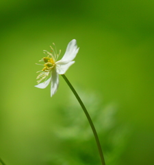 なんていう花かな？