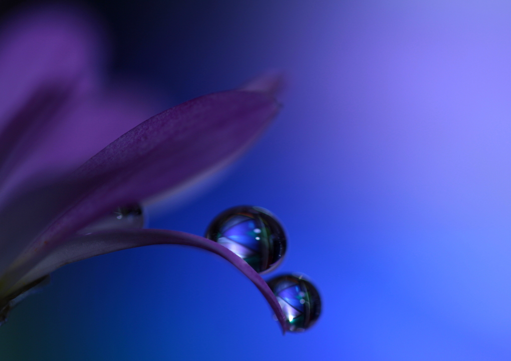 心海ＤＲＯＰＳ・・・深海