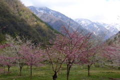 山の春・・・続々