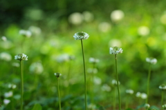 草原の花