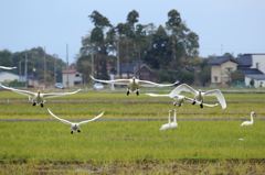 今年も帰って来ました。Ⅱ