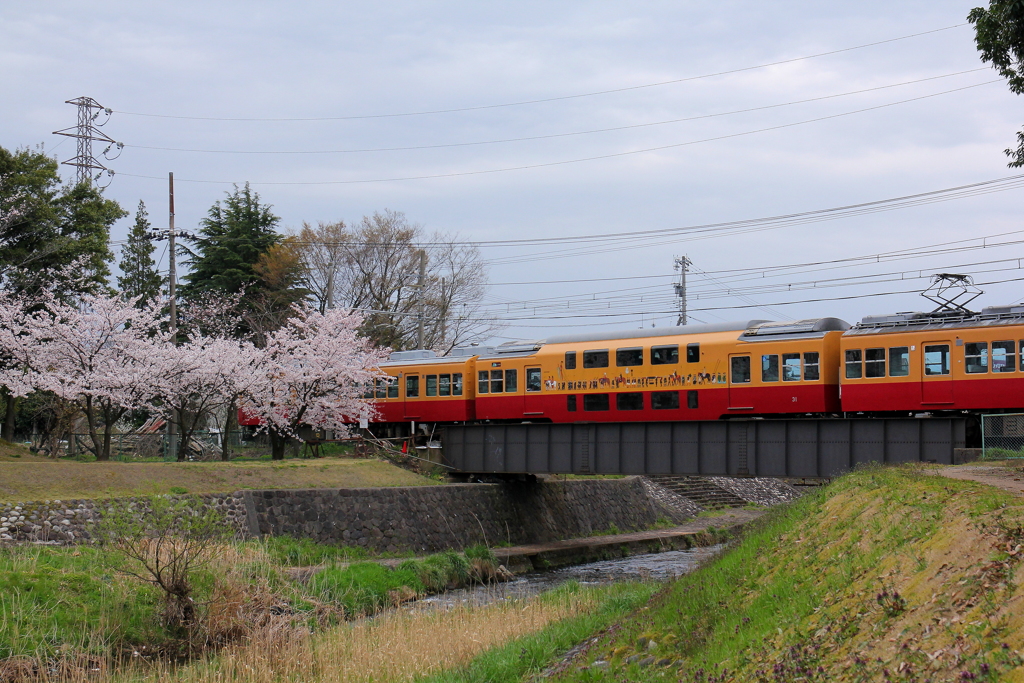 ダブルデッカー君桜を通過中