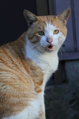 呼べば答える距離感