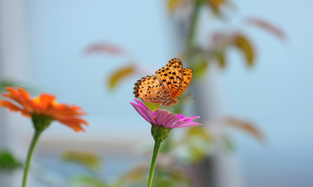 花から花へ～