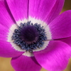 花芯