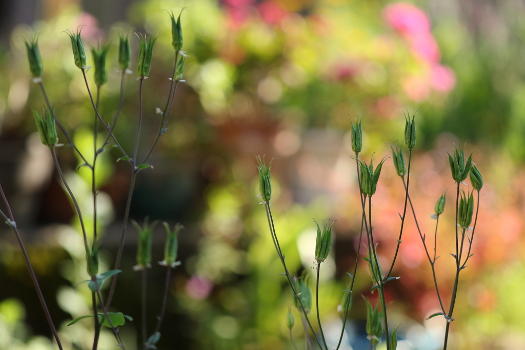 散りてもなお・・・・