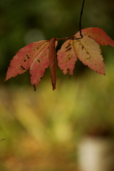 紅葉