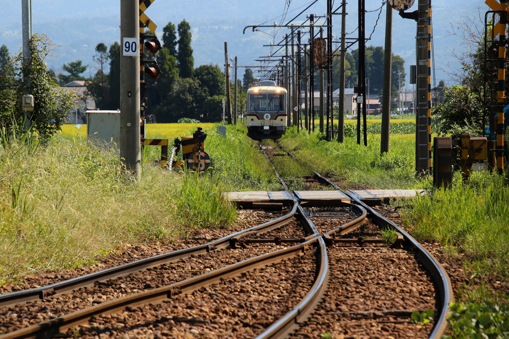 ダイコン君～♪