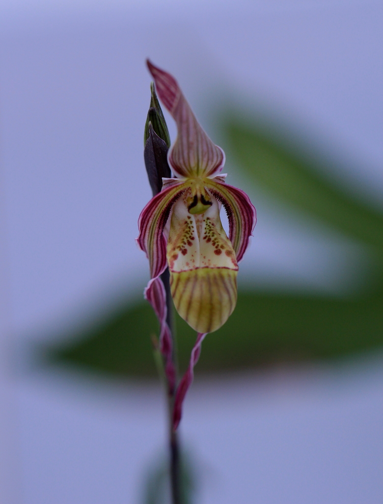 宇宙人ではありません