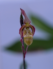 宇宙人ではありません