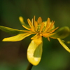 庭の花