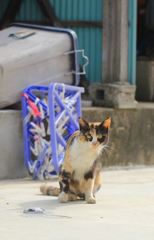 お腹すいたよ～　（野良の子３才）