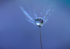心海ＤＲＯＰＳ　14