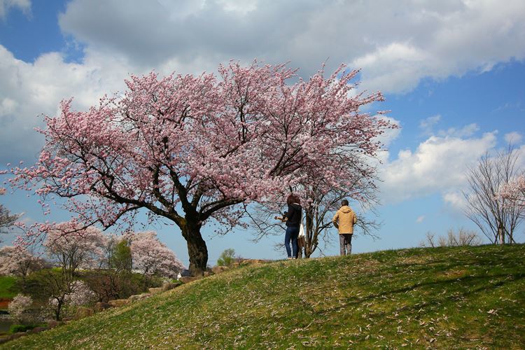 桜散歩