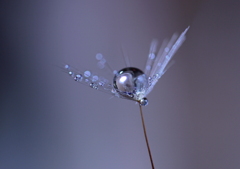 心海ＤＲＯＰＳ　114