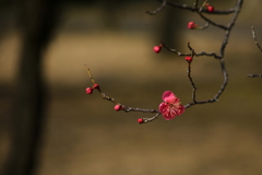 紅梅一輪咲きました。