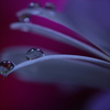 シャープな花びらの上で