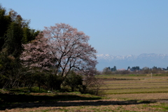 ここにも満開桜