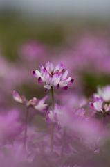 蓮華畑でかくれんぼ～