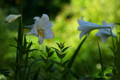 おしゃべり好きな百合の花