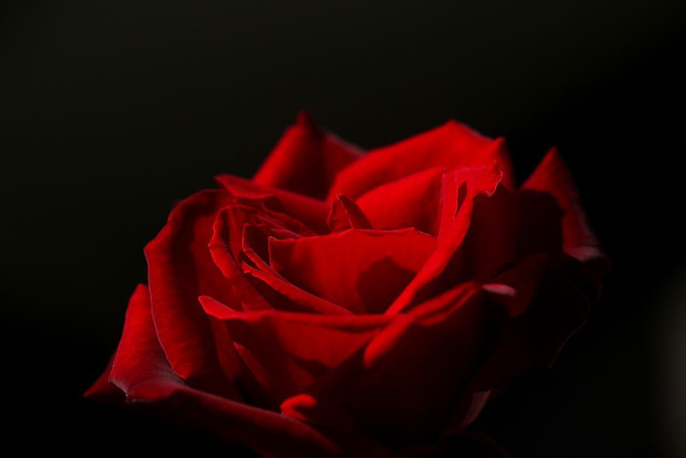 真紅の薔薇