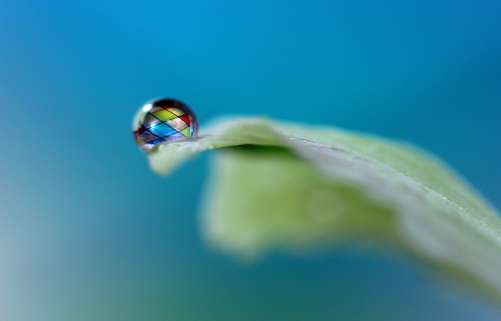 心海DROPS