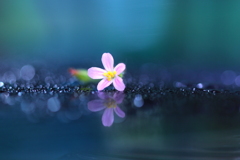 小さな花と雫