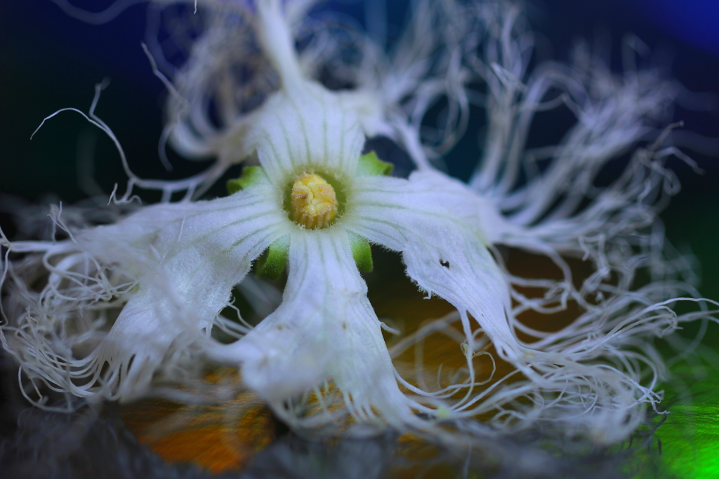 変な花 からすうり By 心海 Id 写真共有サイト Photohito