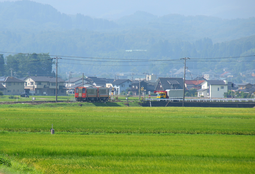稲穂が実り始めた・・・。