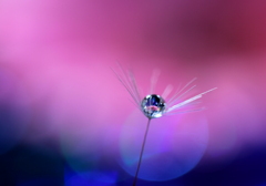 心海DROPS・・・地上の星